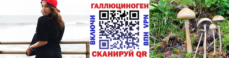 как найти наркотики  Новочеркасск  Галлюциногенные грибы Psilocybine cubensis 